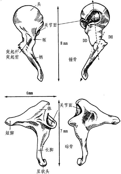 图3-5 锤骨和砧骨图3-6 镫骨及韧带(内上观)图3-7 听骨,韧带,肌肉间