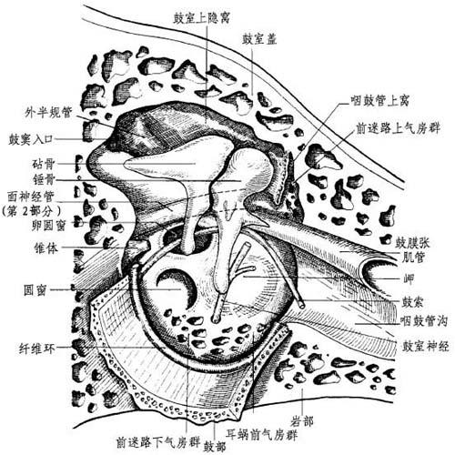 首页 经典书库 耳解剖学手册因为行镫骨手术时切除骨质很重要,而此外