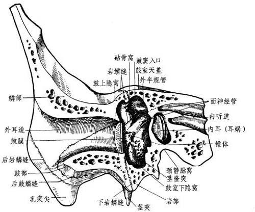 图4-9 鼓室内,上,后壁(外耳颞骨垂直切面)