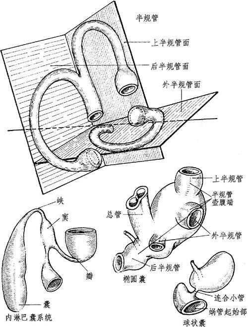 解剖描述与骨迷路关系