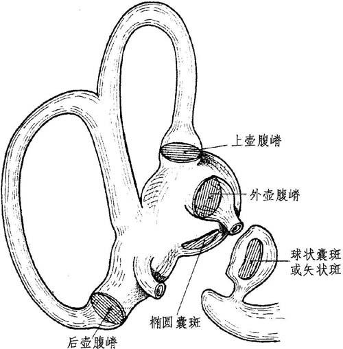 解剖描述与骨迷路关系