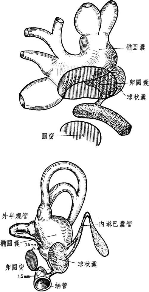 图8-7 膜前庭与卵圆窗的关系