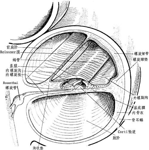 解剖描述与骨迷路关系