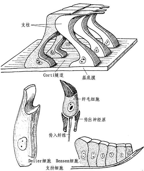 解剖描述与骨迷路关系