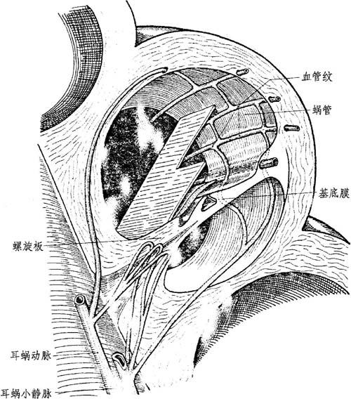 解剖描述与骨迷路关系