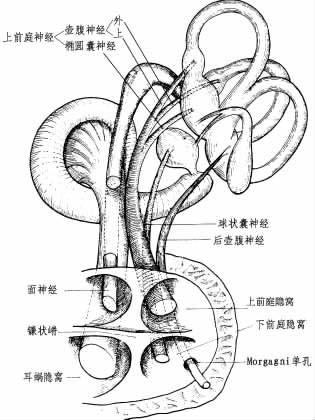 前庭神经纤维在耳蜗纤维的后下方.