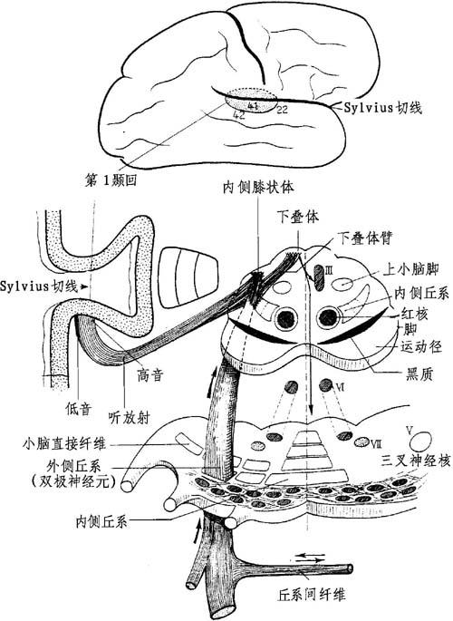 图11-12 耳蜗中枢束(径:脑桥,丘脑及丘脑皮质段