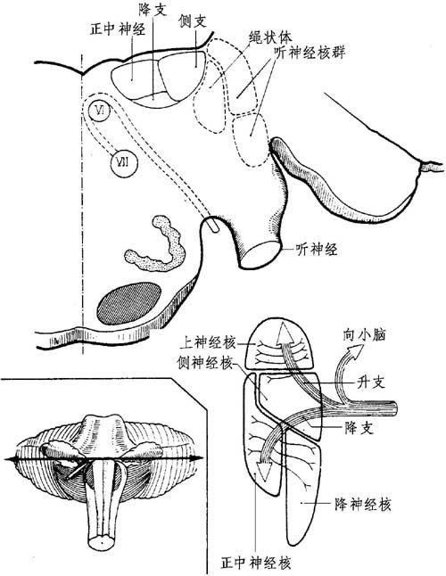 图11-13 前庭神经核