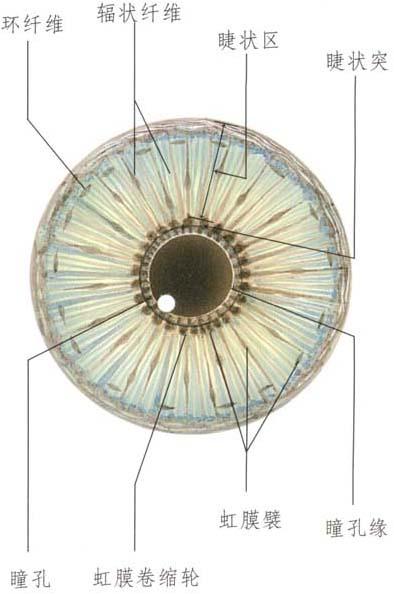 图1-8 虹膜的解剖结构