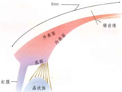 睫状体