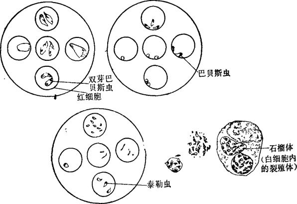 检,如在红细胞中找到双芽巴贝斯虫体或巴贝斯虫体即可确诊(图2-10上)