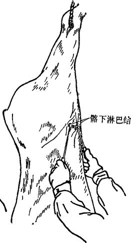 图3-18 牛髂下淋巴结剖检术式图