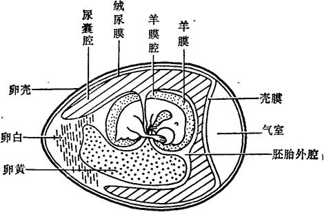 鸡胚的结构