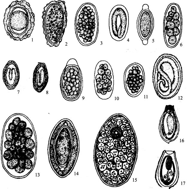 图1-20(一 猪体内的寄生虫虫卵形态