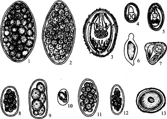 图1-20(四) 牛体内的寄生虫虫卵形态