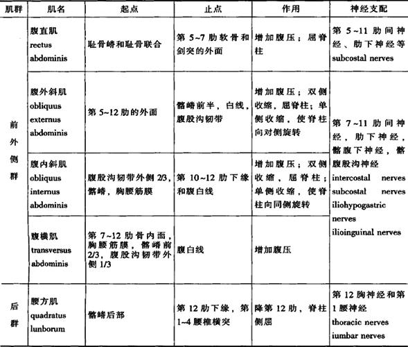 全身肌的分布