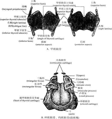 主要有单块的甲状软骨(thyroid cartilage),环状软骨(cricoid