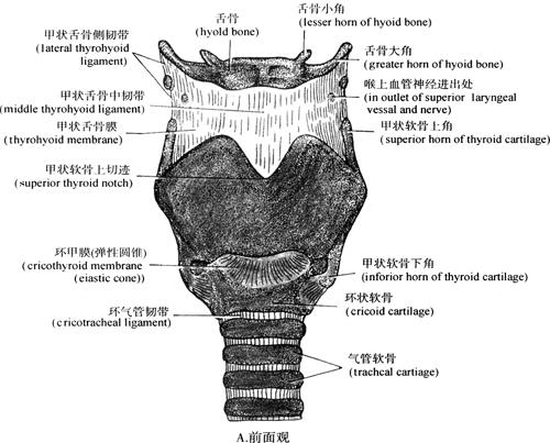 首页 经典书库 临床人体解剖生理学(2)喉的连结包括关节和膜性连结