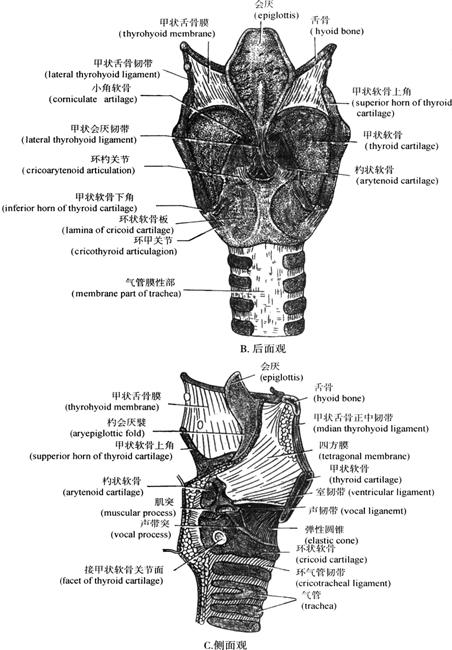 包括关节和膜性连结两种(图7-10a～c),关节有环杓关节(cricoarytenoid