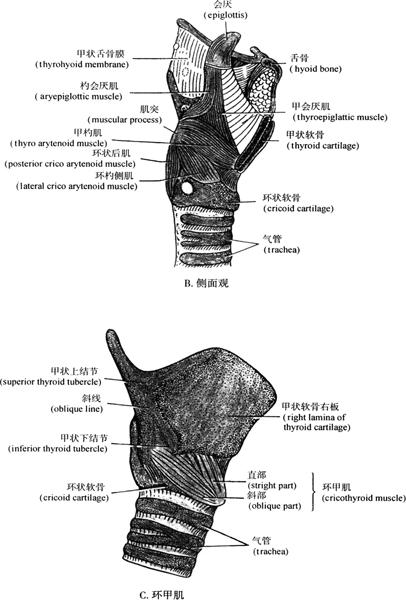 肌,主要有环甲肌(crocothyroid),环杓后肌(posterior cricoarytenoid)