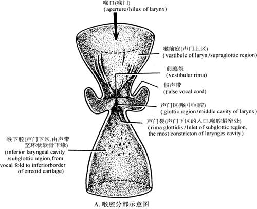 图7-12 喉腔分部示意图(a)