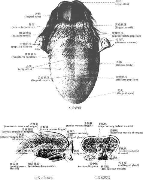 首页 经典书库 临床人体解剖生理学舌(tongue)位于口腔底(图9-4a～c)