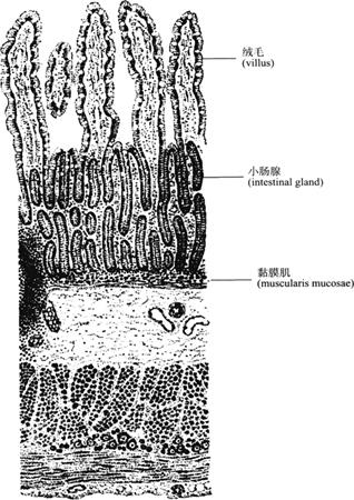 图9-22 空肠组织结构(纵切)绒毛的中轴是固有层的结缔组织,内含1～2条