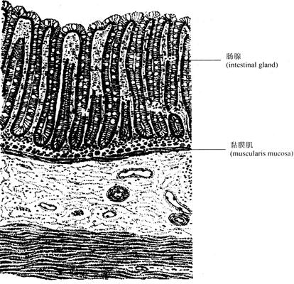 经典书库 临床人体解剖生理学结肠黏膜表面既没有环形皱襞,也没有绒毛