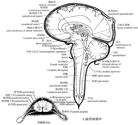 脑脊液由侧脑室脉络丛(choroid plexus)产生,经室间孔(monro孔)至第三