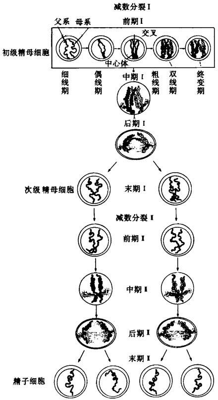 图6-1 精母细胞减数分裂示意图