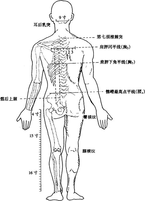 图3-1(2) 人体骨度分寸
