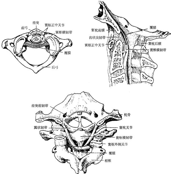 图1-42 寰枢,寰枢关节及其部分连接