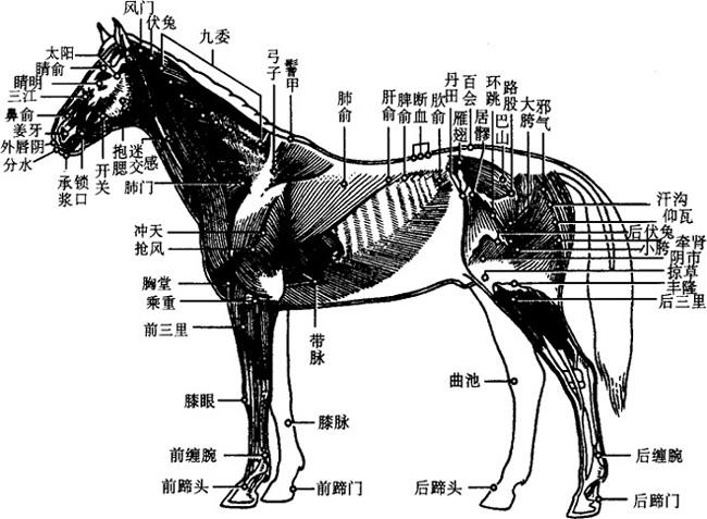 2.1 马的肌肉及穴位