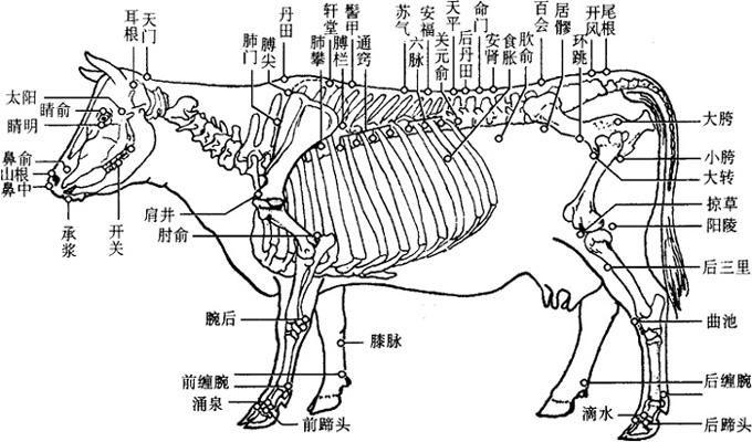 后肢部穴位 - 实用动物针灸手册 - 岁年网