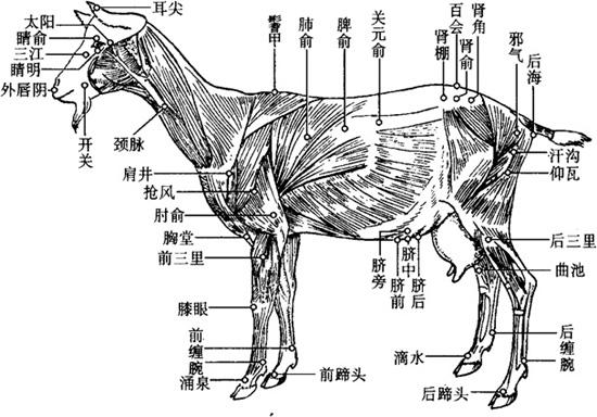 后肢部穴位 实用动物针灸手册 岁年网