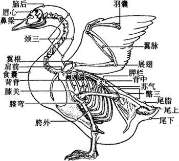 2.4 鸭的骨骼及穴位