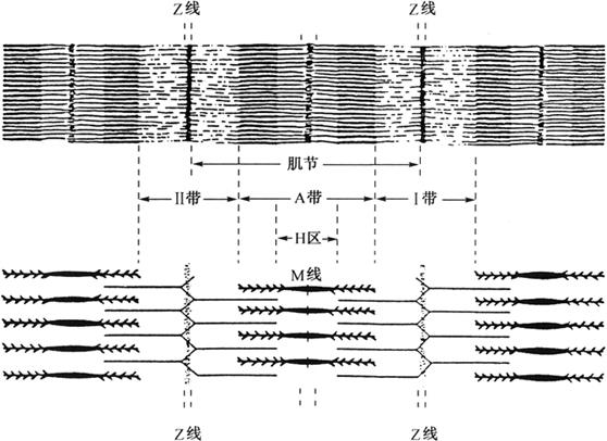 首页 经典书库 肉类工业手册肌原纤维从形态上讲是明暗相间的横纹结构