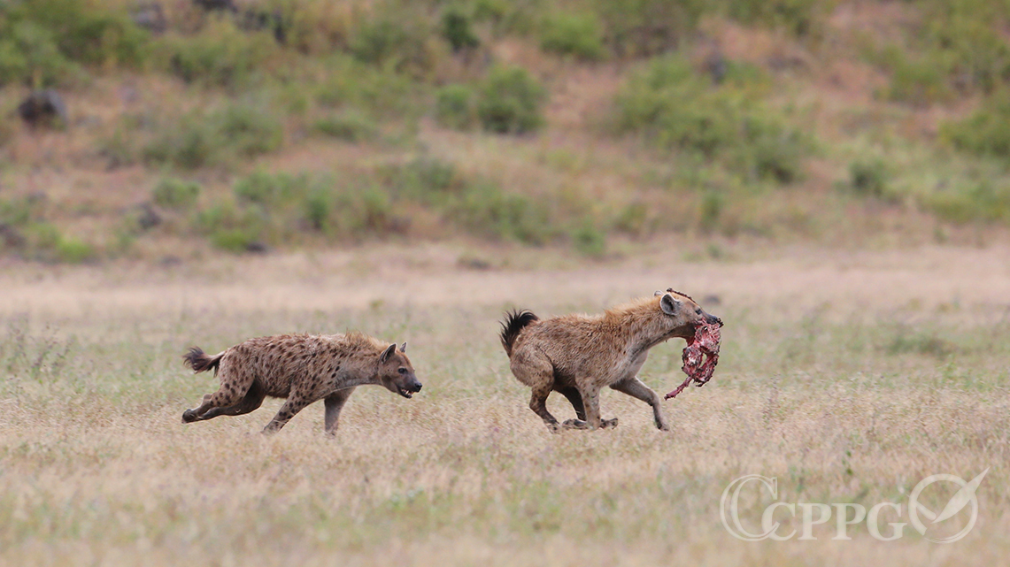 “非洲二哥”斑鬣狗2