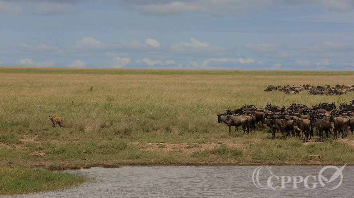 一只斑鬣狗和角马群的对峙