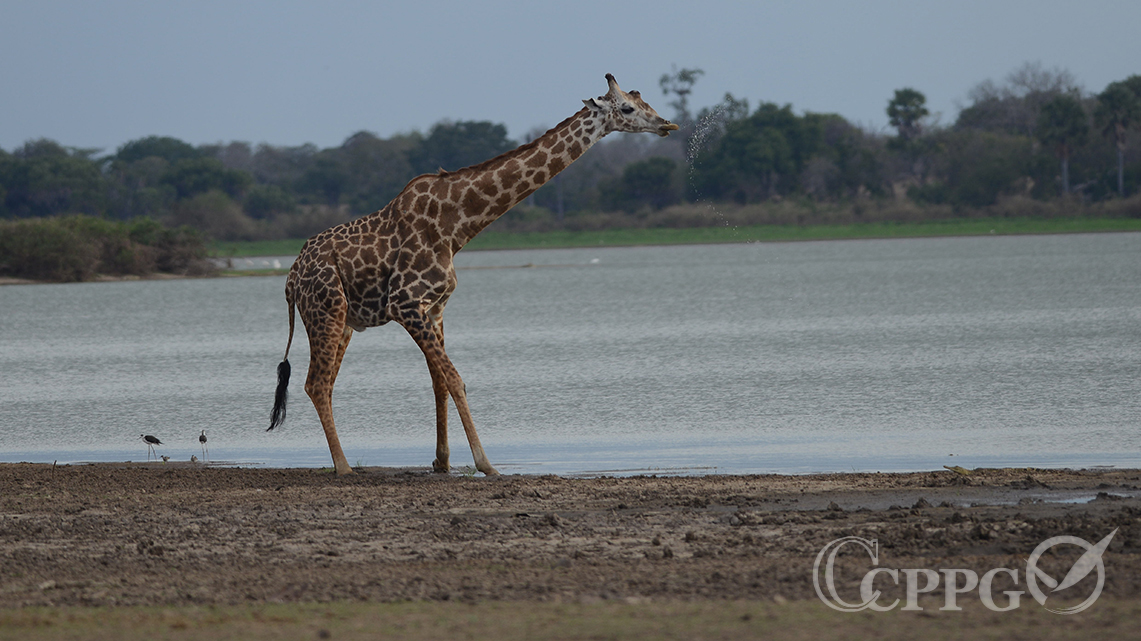 长颈鹿喝水2