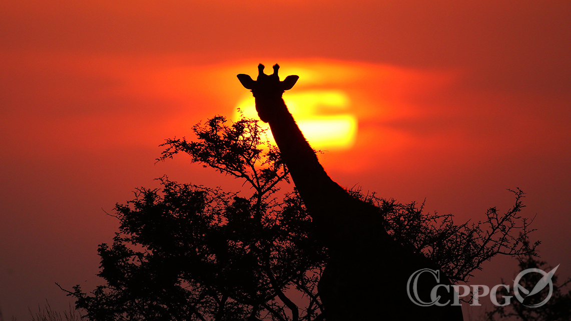 落日下的长颈鹿