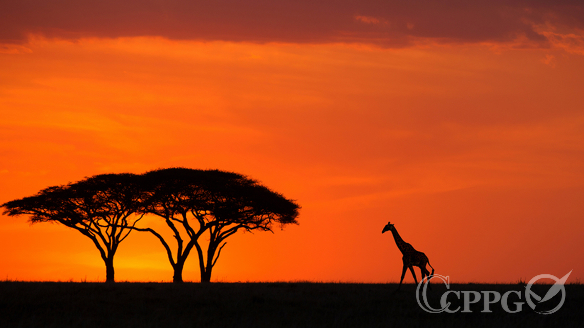 夕阳下的长颈鹿
