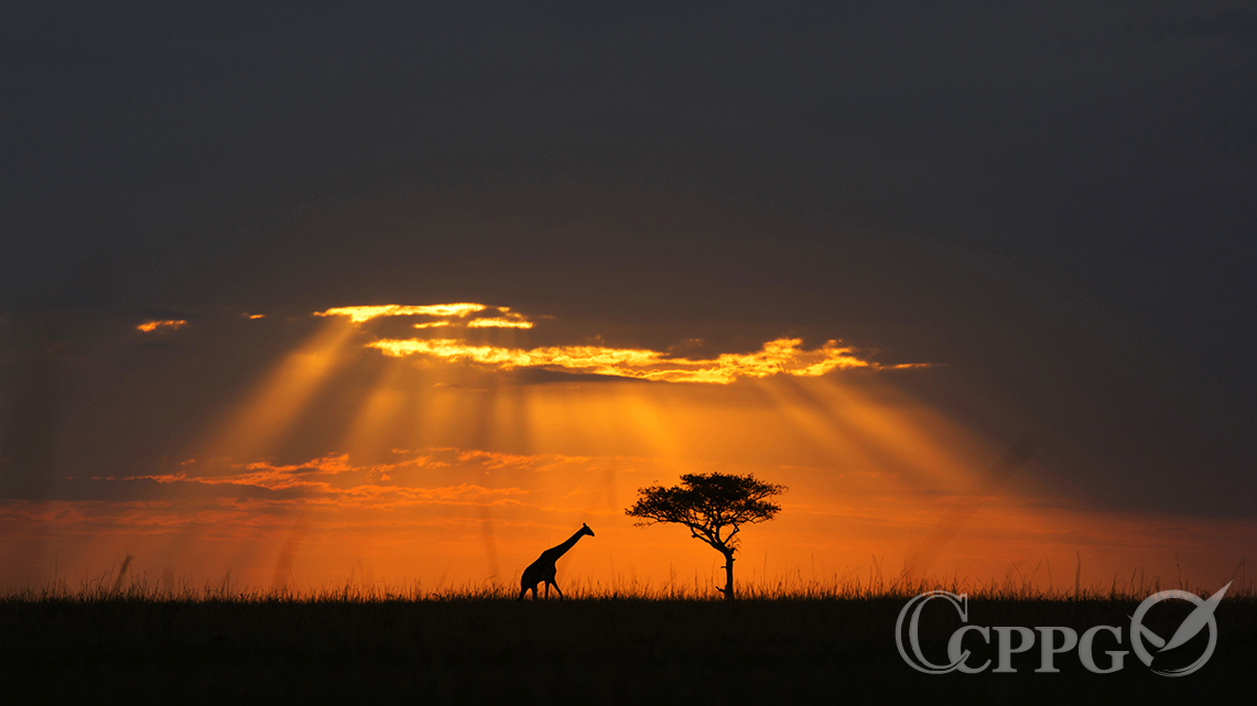 阳光透过乌云投射到长颈鹿