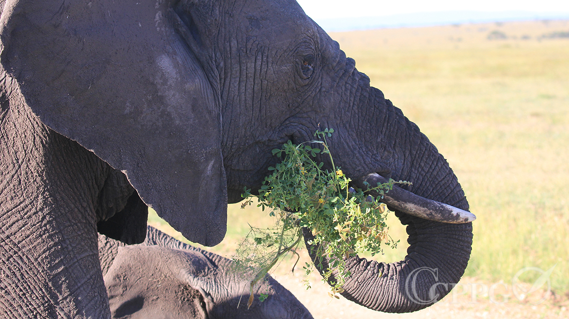 大象吃草