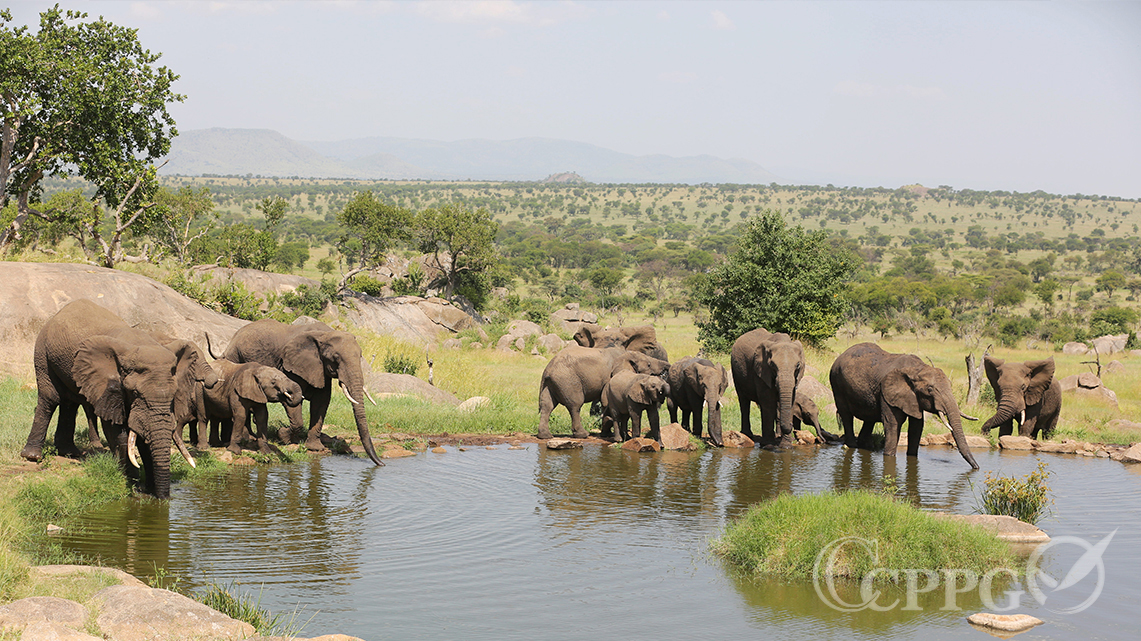 大象到水塘边喝水