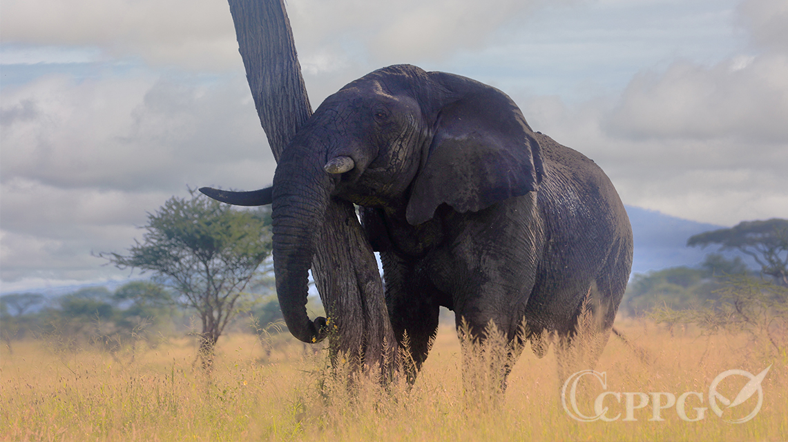 喜欢折断树木的大象