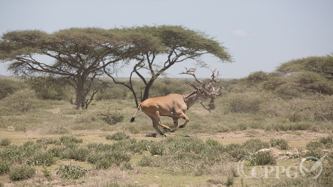 东非大羚羊