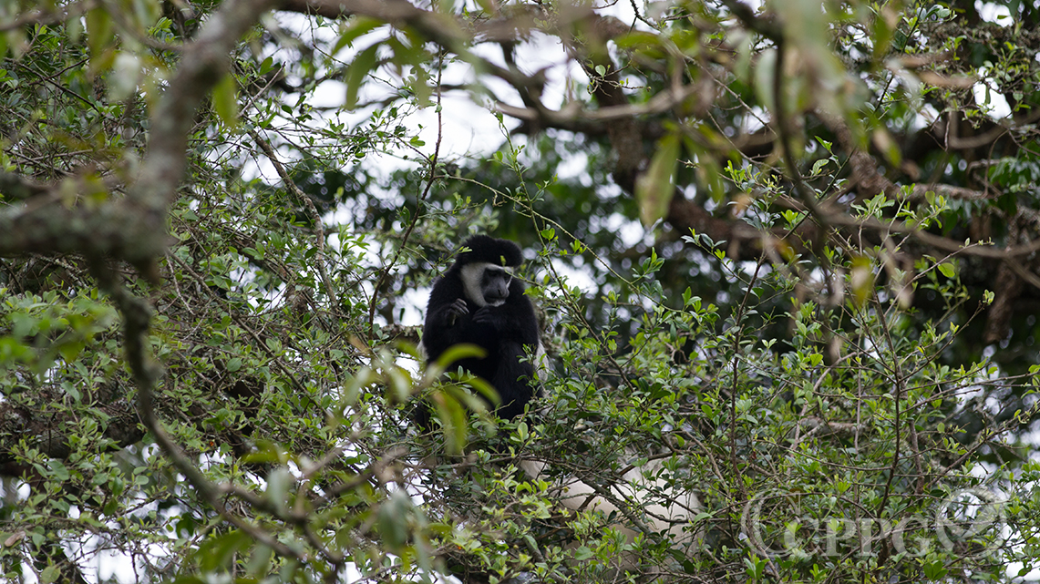 东非黑白疣猴