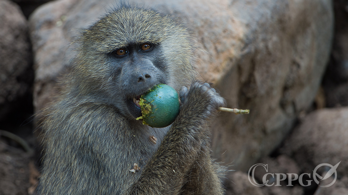 吃果子的奥利佛狒狒