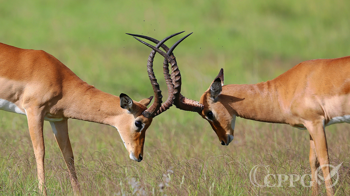 公斑羚争斗打架